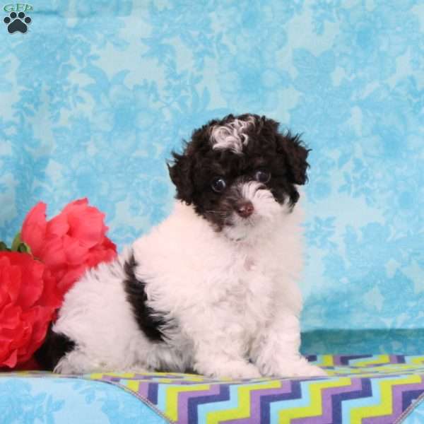 Almond Joy, Toy Poodle Puppy